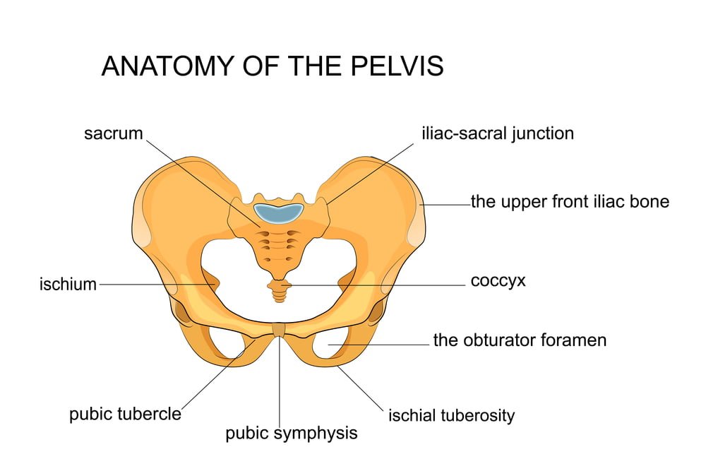 Anatomy of pelvis